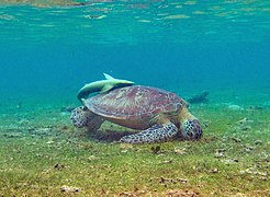 Tortue verte (espèce protégée) à N'Gouja.