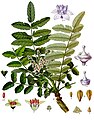 Boswellia sacra illustration