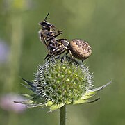 Čebela delavka kot plen potepuškega rakovičarja