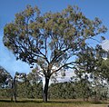 Eucalyptus crebra