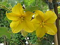 Květy flanelovníku Fremontodendron californicum