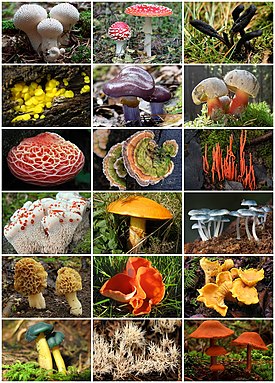 Erilaisia sieniä