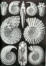 Les ammonites ont présenté une grande variété de forme et de taille (exemples dessinés par Ernst Haeckel dans Kunstformen der Natur paru en 1899)