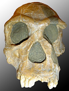 Representação do Homo habilis
