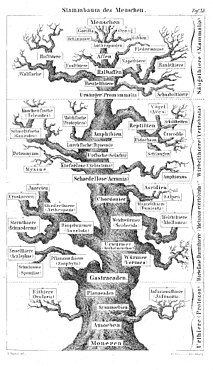 Version de 1874 conduisant à l'espèce humaine.