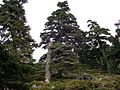 Habitat with trees, Sierra de las Nieves, Andalucia, España