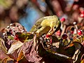 Image 86Scarlet tanager eating a berry in Green-Wood Cemetery