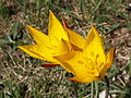 Tulipa sylvestris subsp. australis