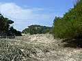 Duna cubierta de vegetación, en Menorca