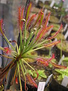 Drosera chrysolepis