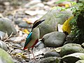 Chinese pitta (Pitta nympha)