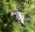 Image 70Golden-crowned kinglet