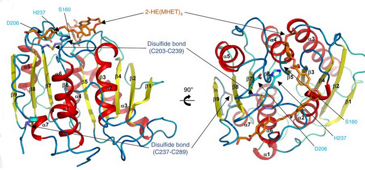 Ribbon diagram of PETase with three residues Ser160, Asp206, and His237. The catalytic triad is represented by cyan-colored sticks. The active site is shown in orange to represent stimulation by a 2-HE(MHET)4 molecule.[9]