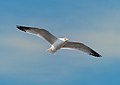 Image 61Ring-billed gull in flight over Red Hook, Brooklyn