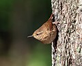 Image 88Winter wren in Prospect Park