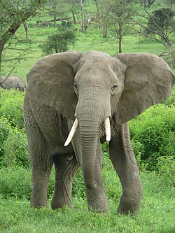 Afrikaonsen olifant