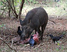 Indian boar scavenging - Yala May 2010.jpg