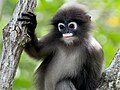 Trachypithecus obscurus (Dusky Leaf Monkey)