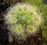 Drosera hyperostigma