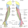 Dijagram segmentarne distribucije kožnih nerava gornjeg desnog ekstremiteta