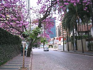 Tabebuia langs de straten