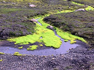 Moss just beginning to colonize a frozen basaltic lava flow in Iceland