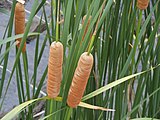 Typha domingensis