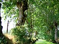 Marais poitevin à Maillezais