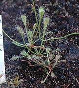 Drosera nidiformis