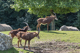 Hippotrague noir au ZooParc de Beauval à Saint-Aignan-sur-Cher, France.