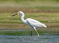 Image 84Snowy egret in Jamaica Bay Wildlife Refuge