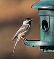 Image 67Black-capped chickadee at a feeder in Green-Wood Cemetery