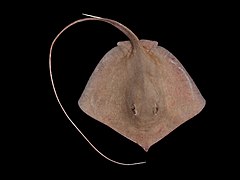 Longnose stingray[1]