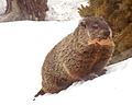 Marmota monax в день сурка
