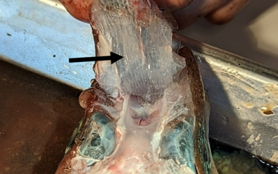 Ventrales Ampullenfeld eines Fleckhais (Galeus melastomus); gut zu erkennen sind die mit Gallerte gefüllten Kanäle (Pfeil). (Foto: Simon Bauerle)