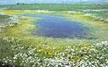 Image 34Vernal pools are ponded only during the wetter part of the year. (from Marsh)