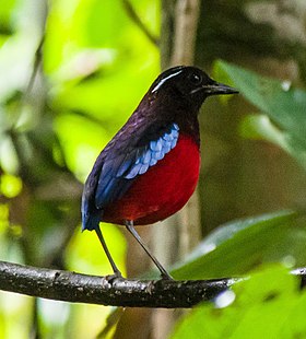 Erythropitta ussheri