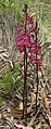 Dipodium punctatum (Hyacinth Orchid)