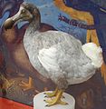Rekonstruktion eines Dodo, Oxford University Museum of Natural History