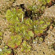 Drosera kansaiensis