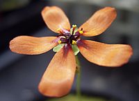 Drosera leucoblasta