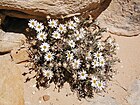 Maguire daisy (Erigeron maguirei)