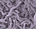 Pelagibacteria