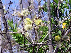 Ruhland, Elsterbogen 5, Salweide an der Zufahrt, blühende Zweige (männlich), Frühling, 01.jpg