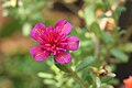 Portulaca flowers