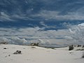 Sparse vegetation in the gypsum dunes of White Sands National Monument, New Mexico.