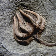 Crinoïdes.