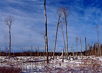 Muskeg-taiga met dode populieren