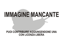 Immagine di Coelociontidae mancante