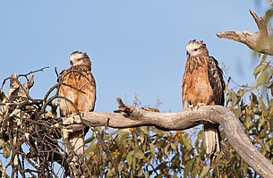 Square-tailed Kite pair 10-1-12 (6678181369).jpg